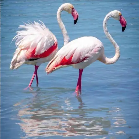 Διαμέρισμα Chloe